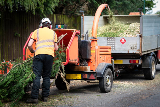 Reliable Madison Heights, VA Tree Service Solutions